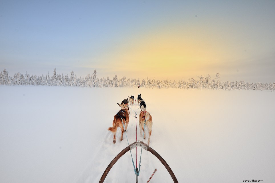 ¡Mush adelante! Trineos tirados por perros en la Laponia sueca 