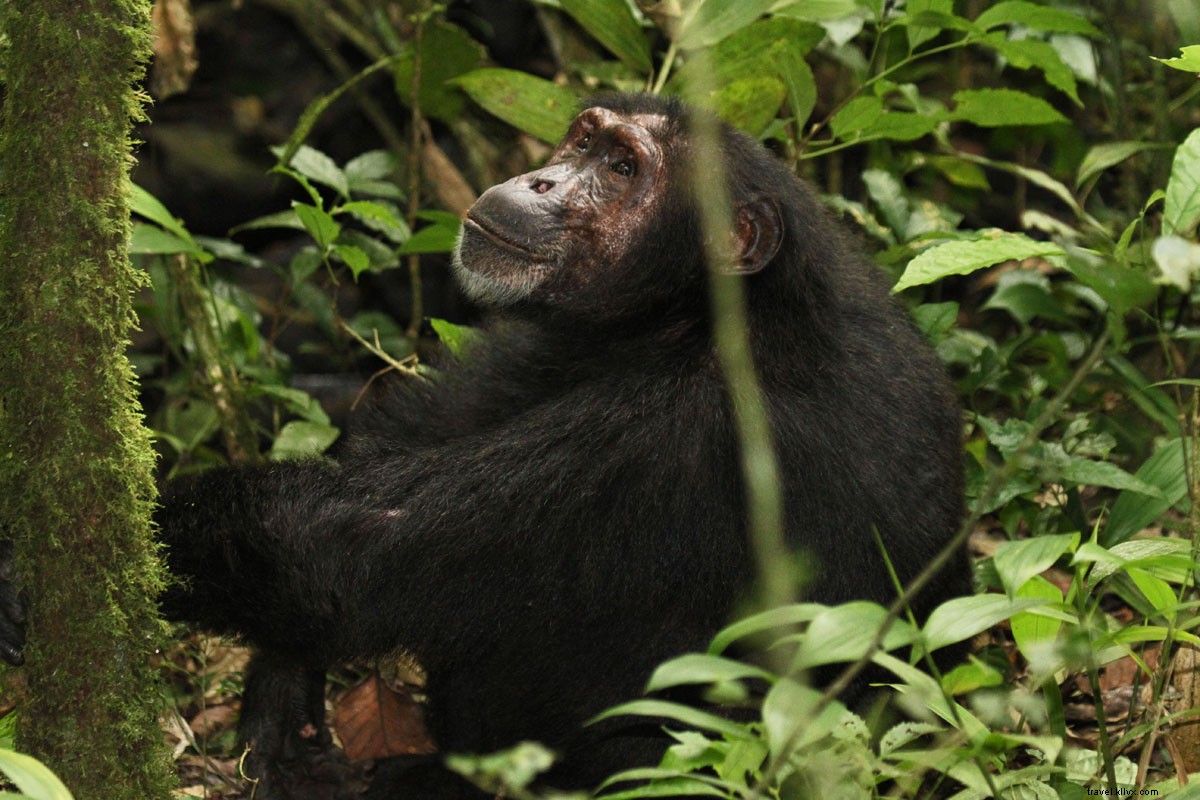 Suivez ce chimpanzé ! Suivi des primates en Ouganda 