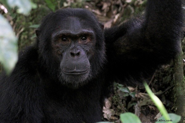 Suivez ce chimpanzé ! Suivi des primates en Ouganda 