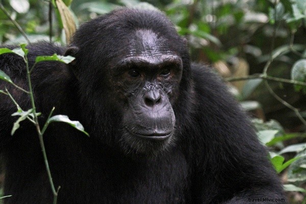 Ikuti simpanse itu! Pelacakan Primata di Uganda 