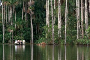 Tarântulas não tocantes sem supervisão na Amazônia peruana 