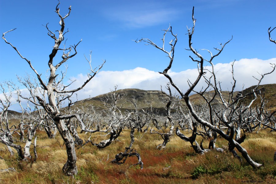 A World of Blue:Trekking attraverso la Patagonia 