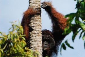 Eu segui orangotangos na estrada menos percorrida em Bornéu 