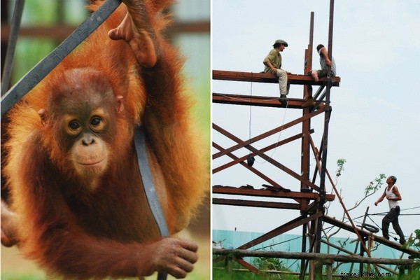 Eu segui orangotangos na estrada menos percorrida em Bornéu 
