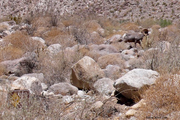 Voir les bêtes préhistoriques et les moutons farceurs à Palm Springs 