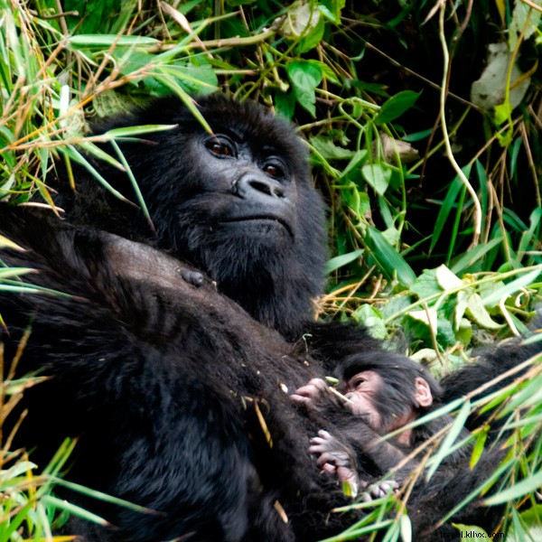 Quand j ai enfin rencontré un gorille au Rwanda 