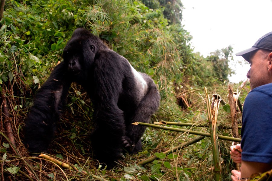 Quand j ai enfin rencontré un gorille au Rwanda 