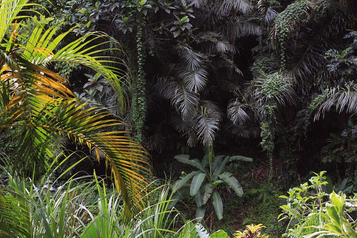 Detoksifikasi Pikiran Anda, Tubuh, dan Jiwa di Sukhavati Ayurvedic Retreat and Spa di Balis Jungle 