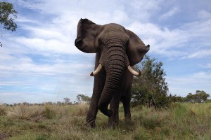 Encontrar mi lugar en la cadena alimentaria en Safari en Botswana 