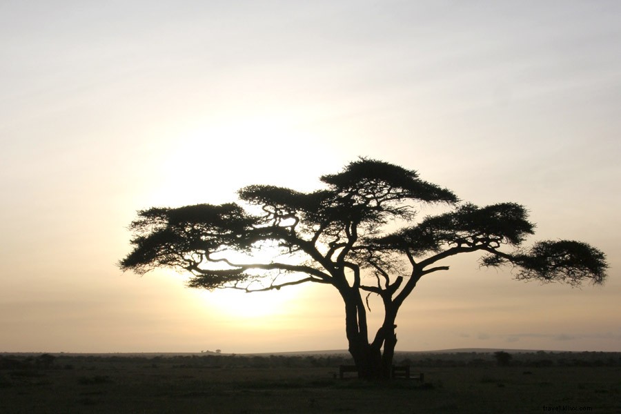 Un soneto del Serengeti en Tanzania 