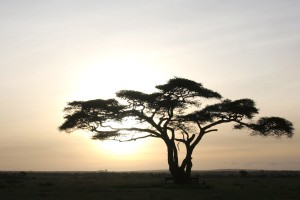 Soneta Serengeti di Tanzania 