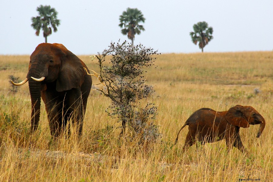 Uganda di Safari:Mutiara Afrika 