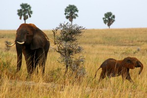 L Ouganda en safari :la perle de l Afrique 