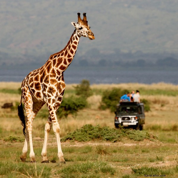 Uganda di Safari:Mutiara Afrika 