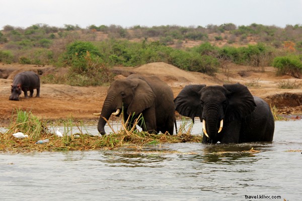 L Ouganda en safari :la perle de l Afrique 