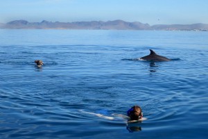 Berenang dengan Hiu Paus di Baja 