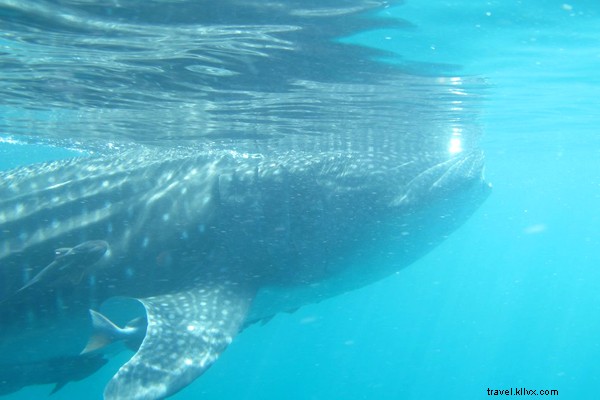 Nager avec les requins baleines à Baja 