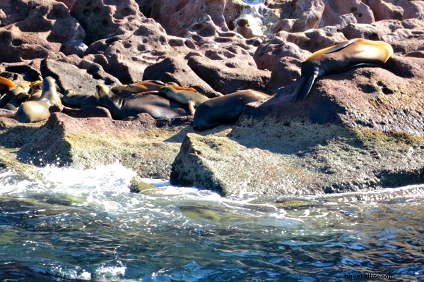 Nager avec les requins baleines à Baja 