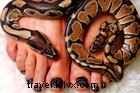 ¡Feliz Año Nuevo Chino! Elogio de viajar con serpientes 