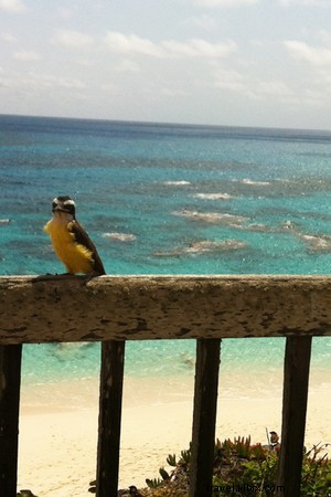 バミューダは家に近いカリブ海の楽園です 