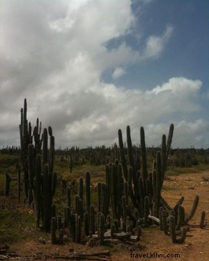 Acabo de regresar de:Bonaire 