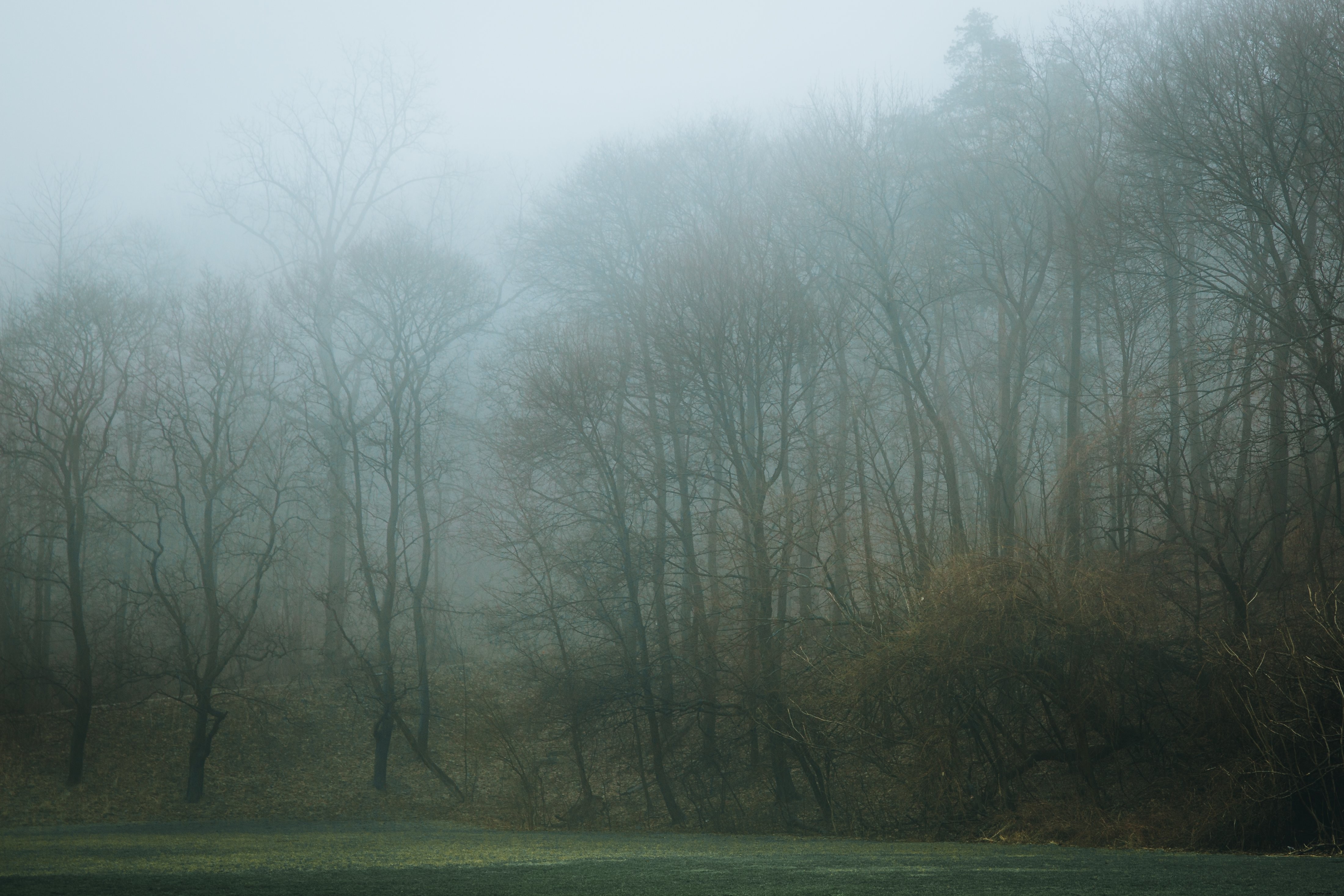 Una linea di alberi nebbiosa circonda un campo da calcio Foto 