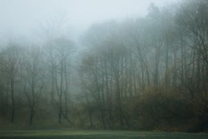 Uma linha de árvore com nevoeiro cercando uma foto de campo de futebol 