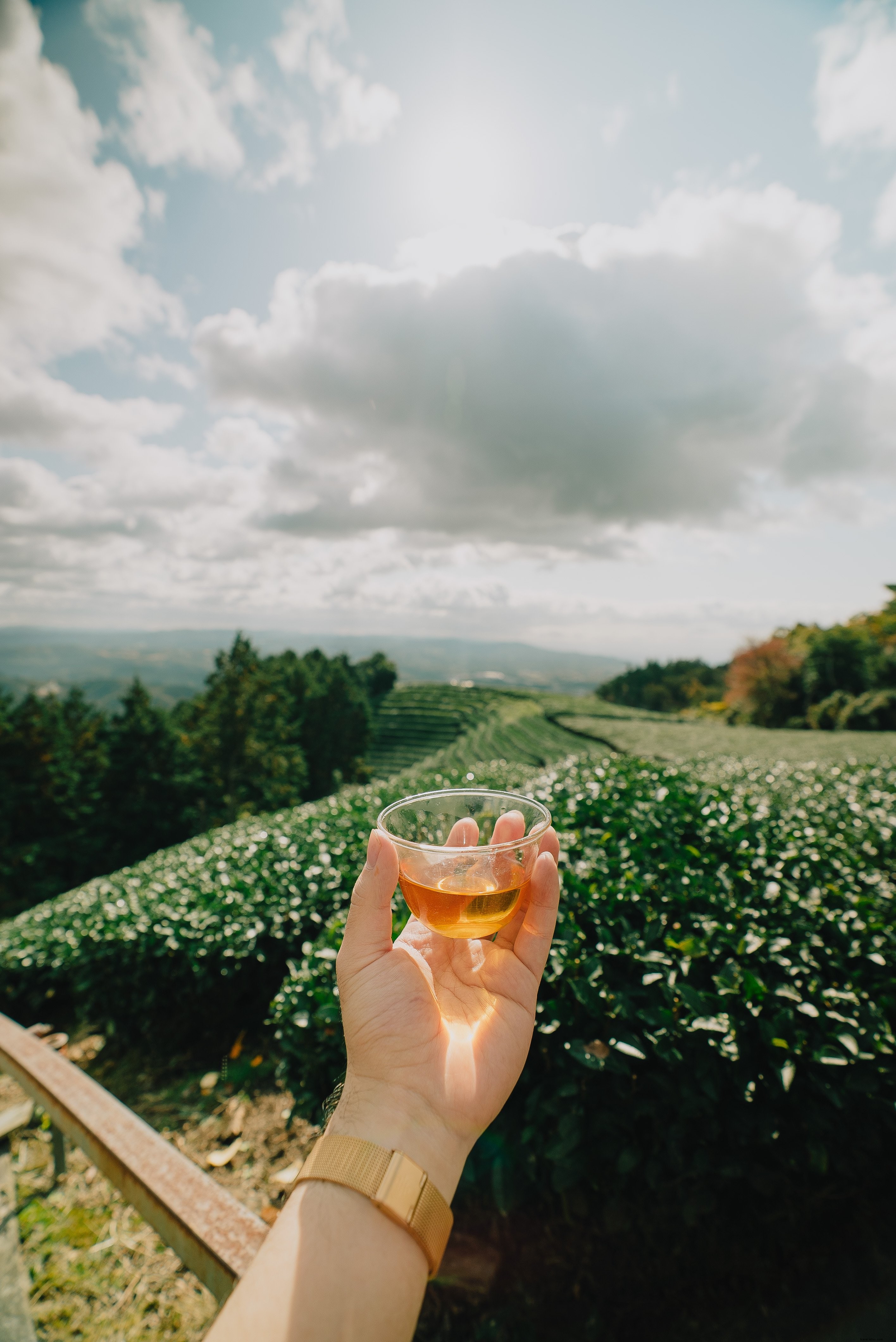 Un piccolo drink per rallegrare il campo di viti sotto foto 