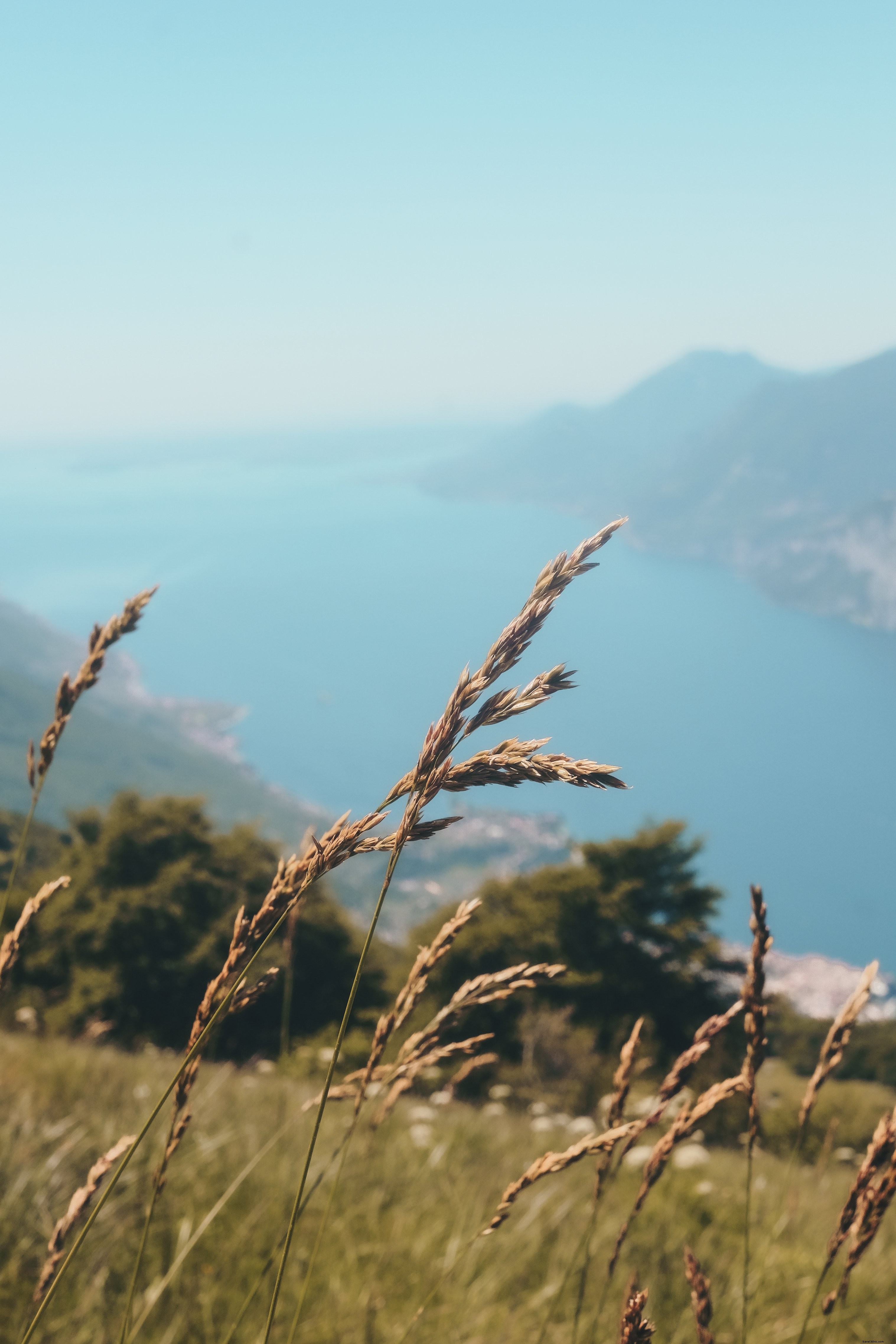 Grande herbe sauvage souffle dans le vent Photo 