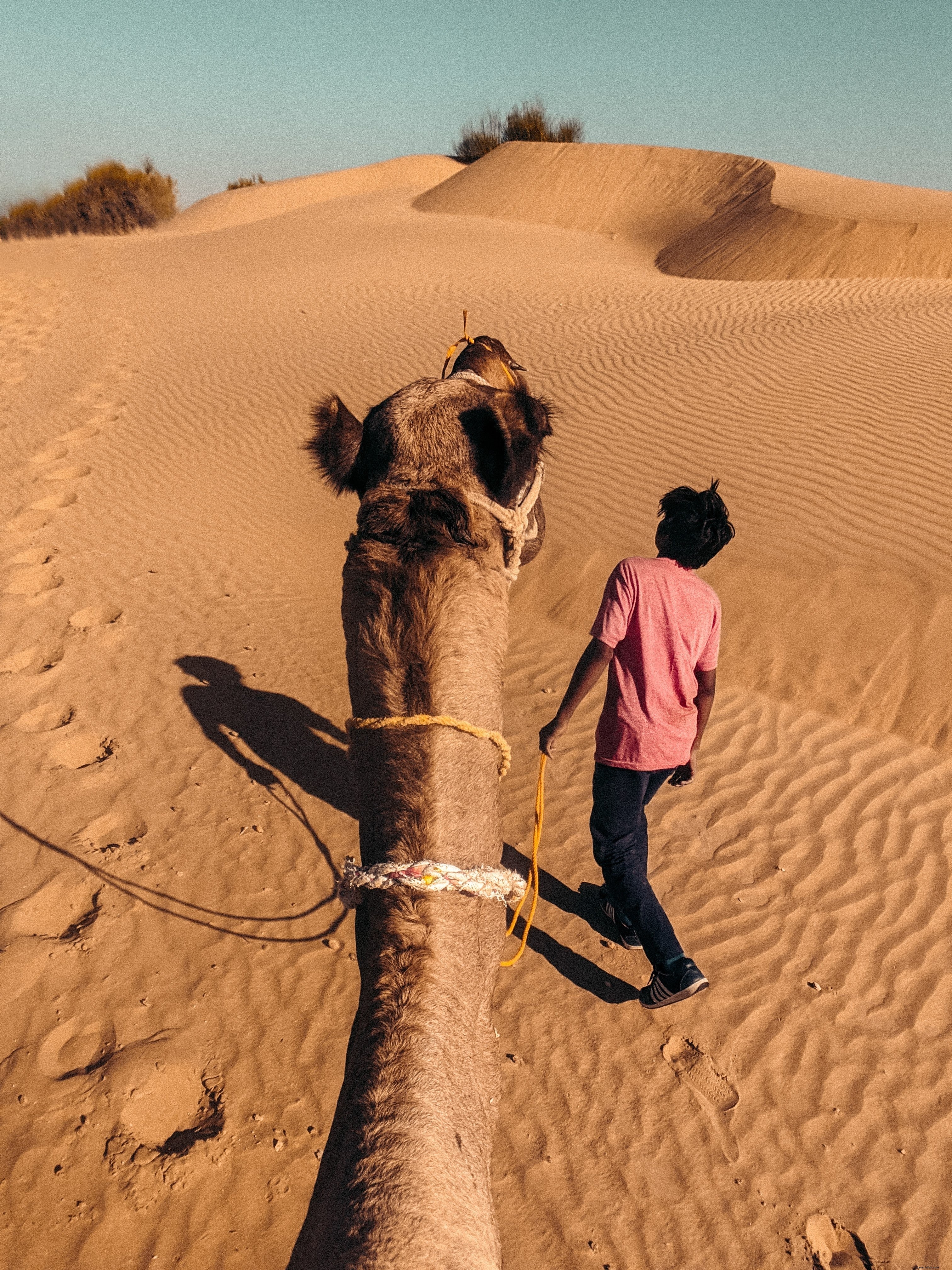 Un camello es conducido por una foto de plomo amarillo 