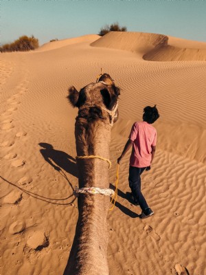 Un cammello è guidato da una foto di piombo giallo 