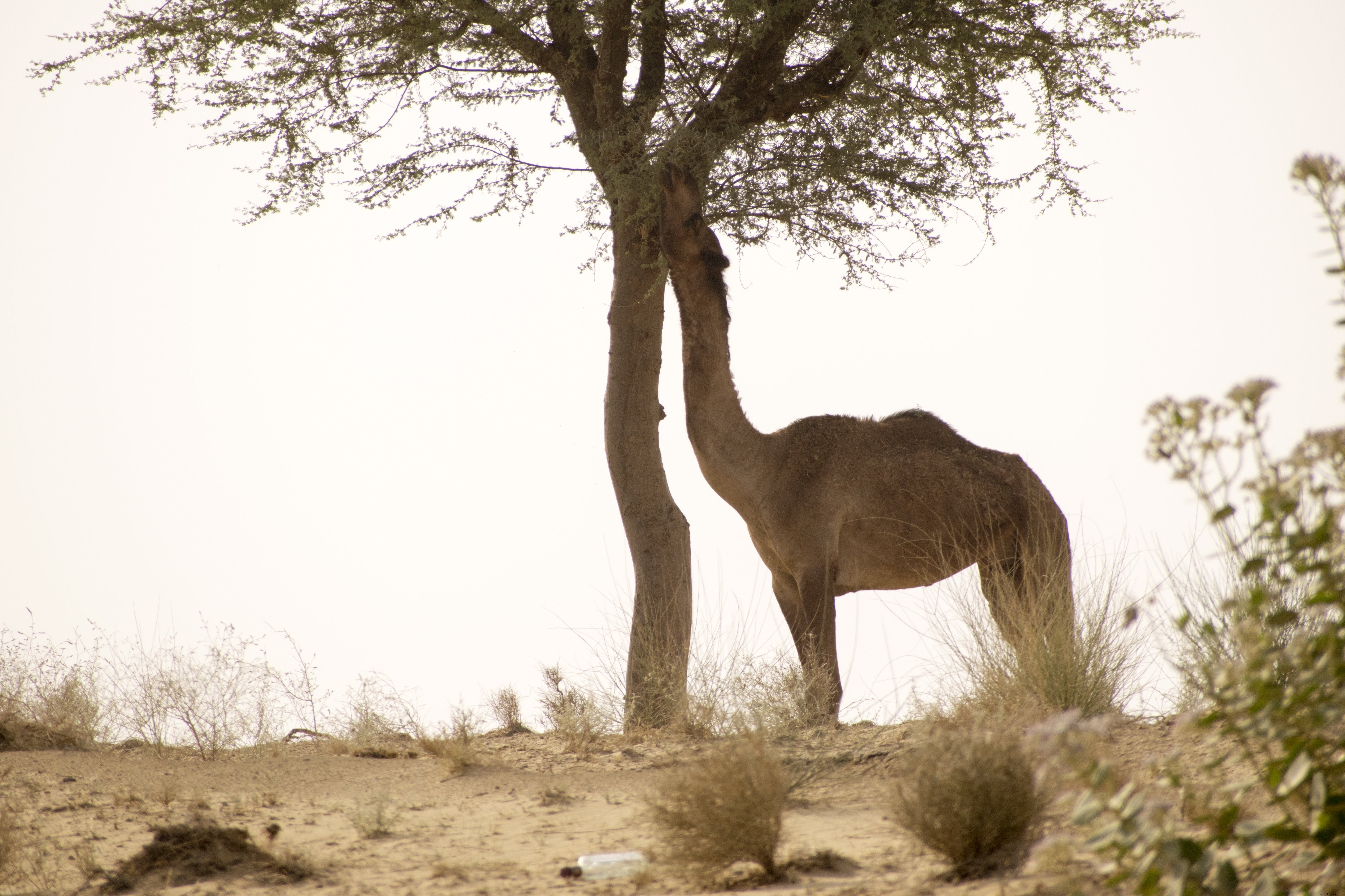 Foto de um camelo comendo de uma árvore próxima 