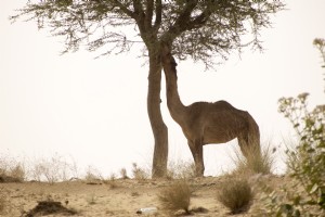 Foto de um camelo comendo de uma árvore próxima 