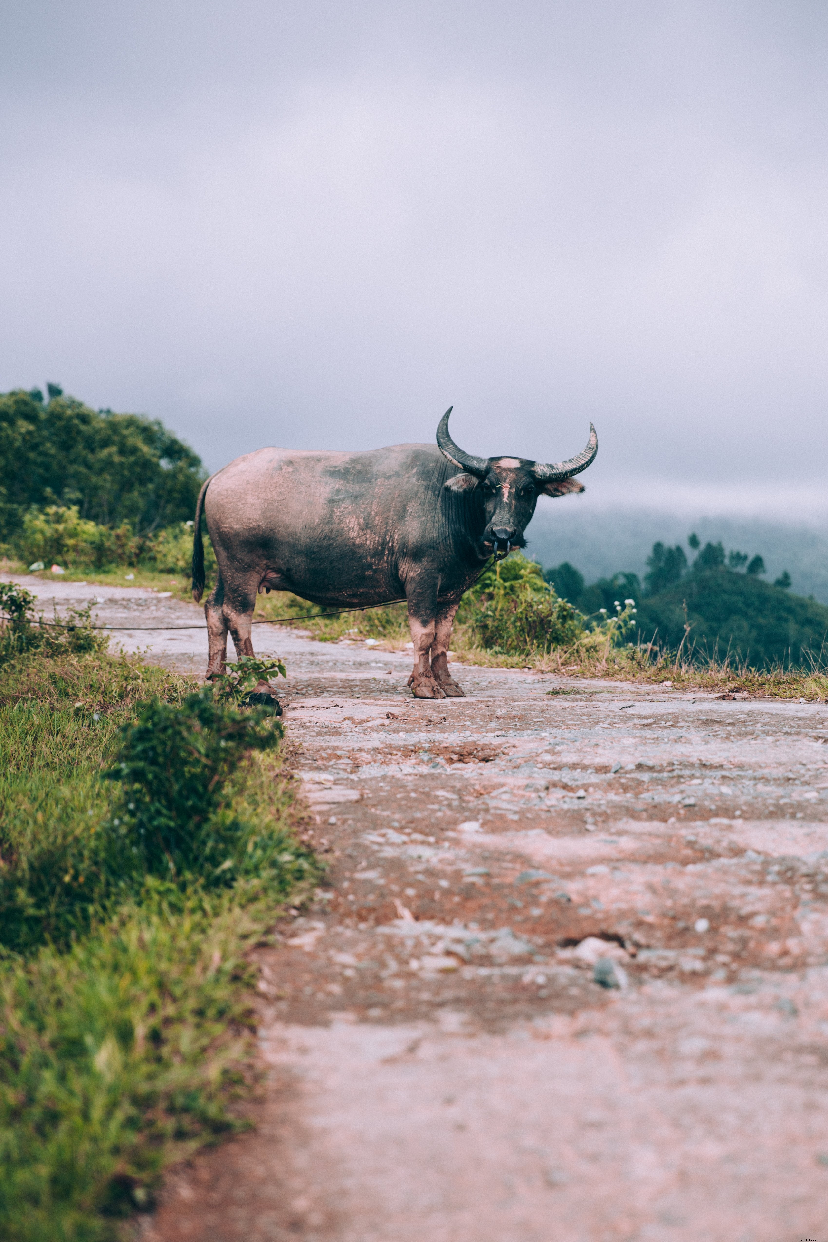 Búfalo-da-água de olhos escuros encara curiosamente a foto da estrada de terra 