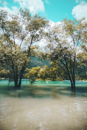 Duas árvores submersas na água dos lagos. 