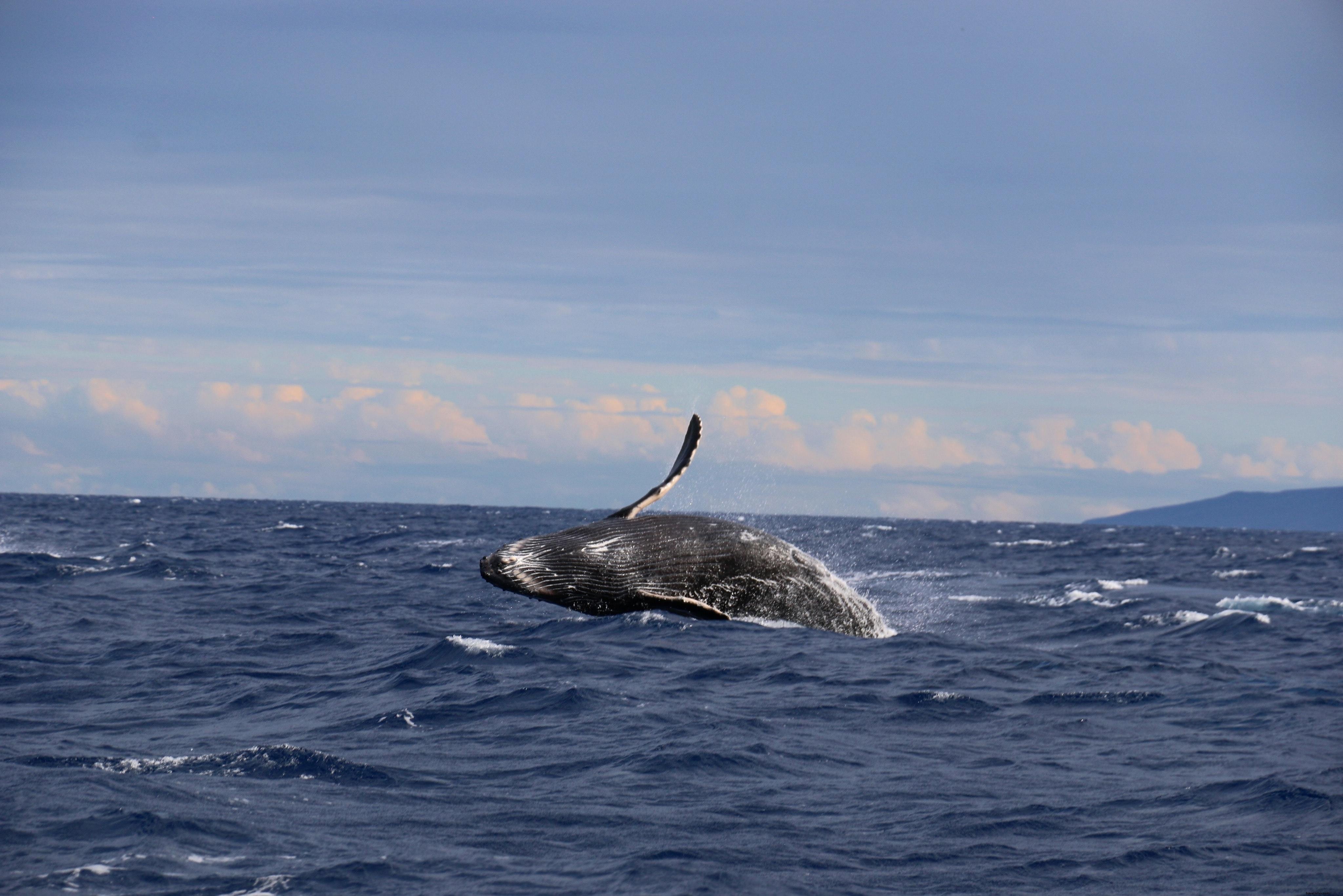 シロナガスクジラが海から飛び出す写真 