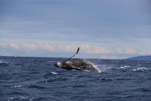 Photo de baleine bleue qui saute hors de l océan 