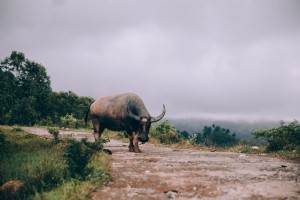Búfalo-d água amarrado ao longo de uma estrada de terra com vista para o vale. 