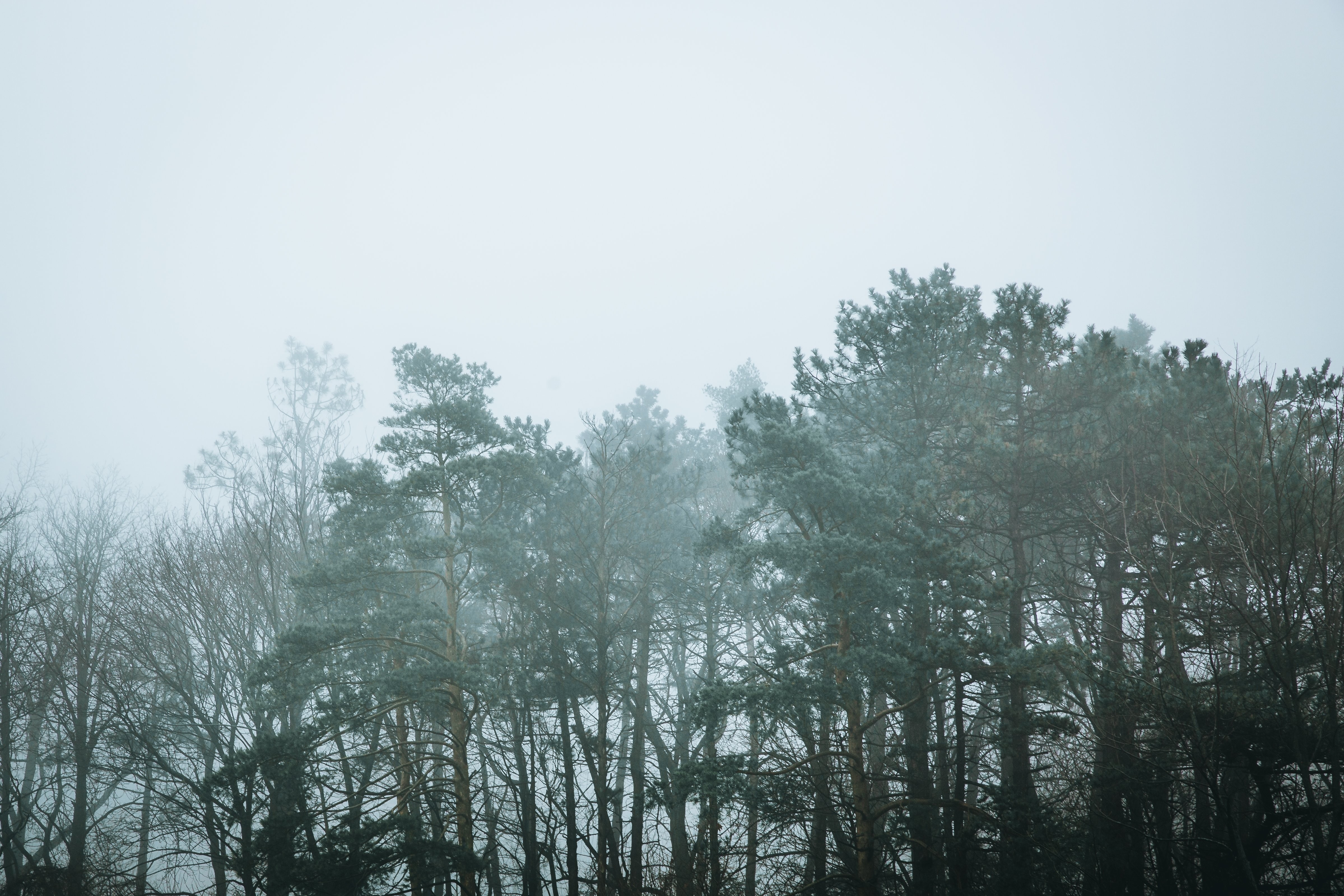 Cime degli alberi inquietanti in una foresta nebbiosa foto 