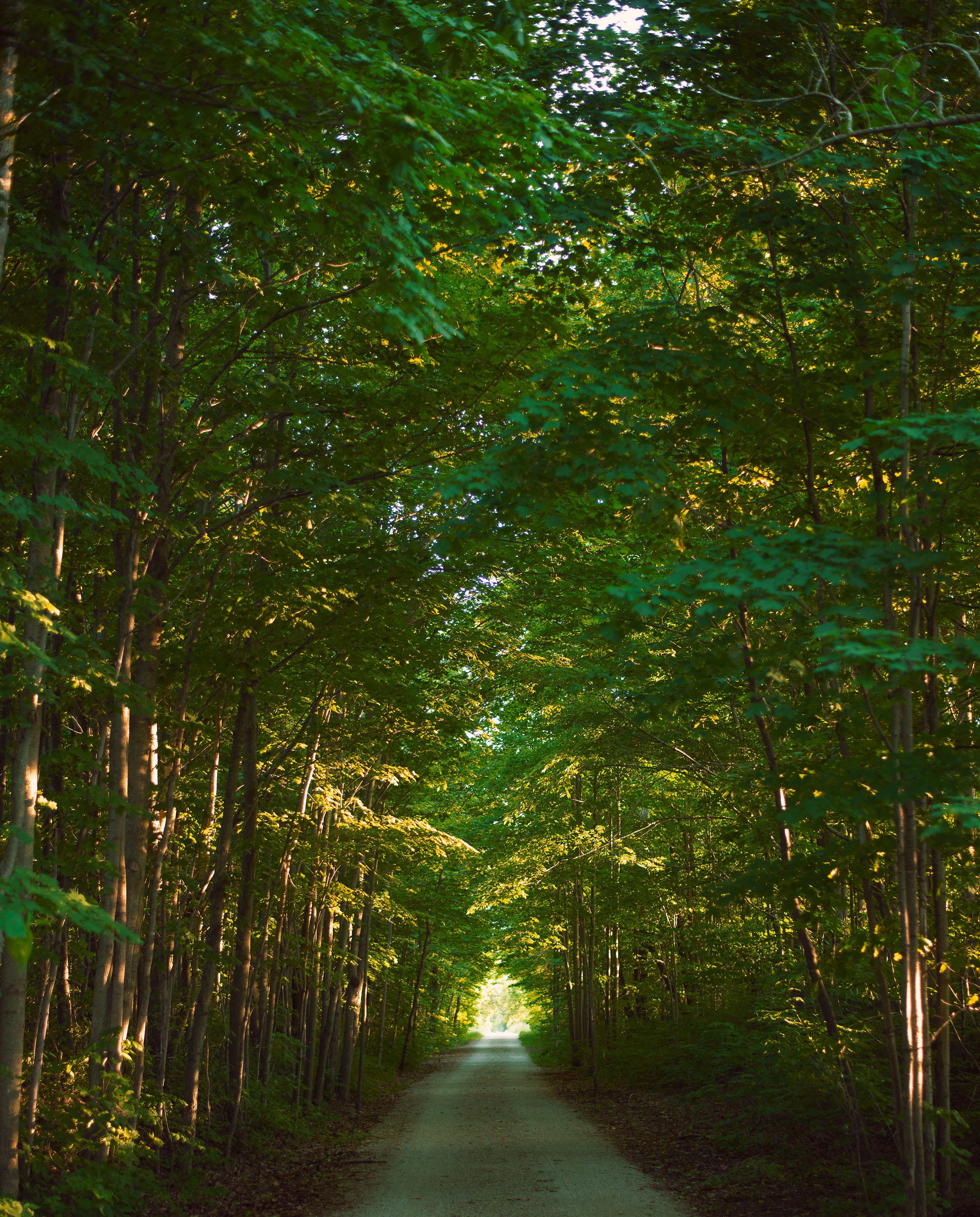Strada vuota avvolta da alberi verdi Foto 