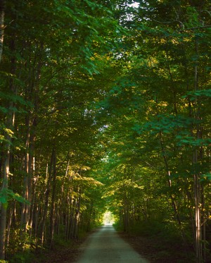 Foto de estrada vazia encolhida por árvores verdes 