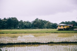 Foto de casa amarela em volta de arrozais 