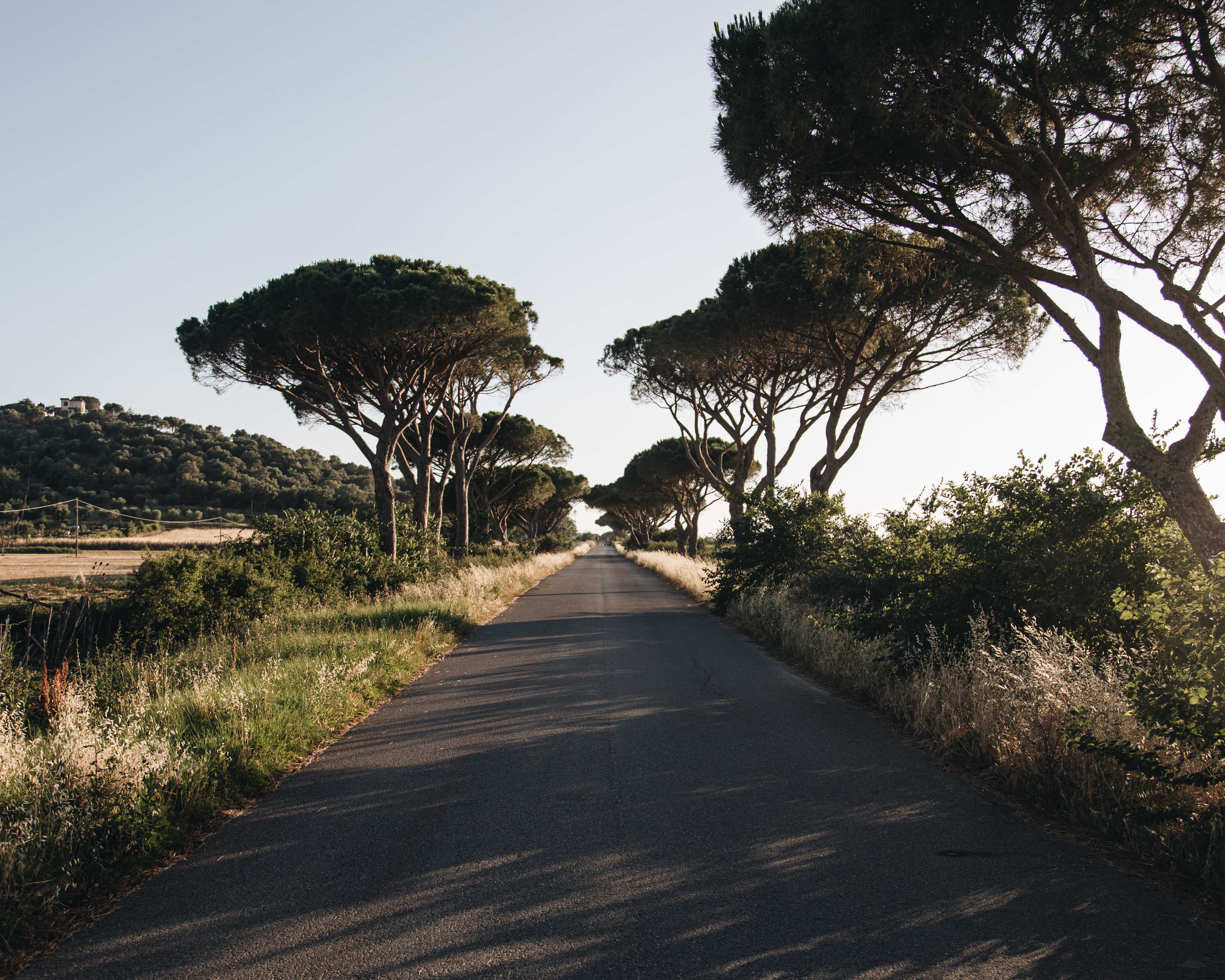 Foto de uma estrada protegida por árvores 