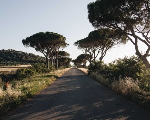 Foto de uma estrada protegida por árvores 