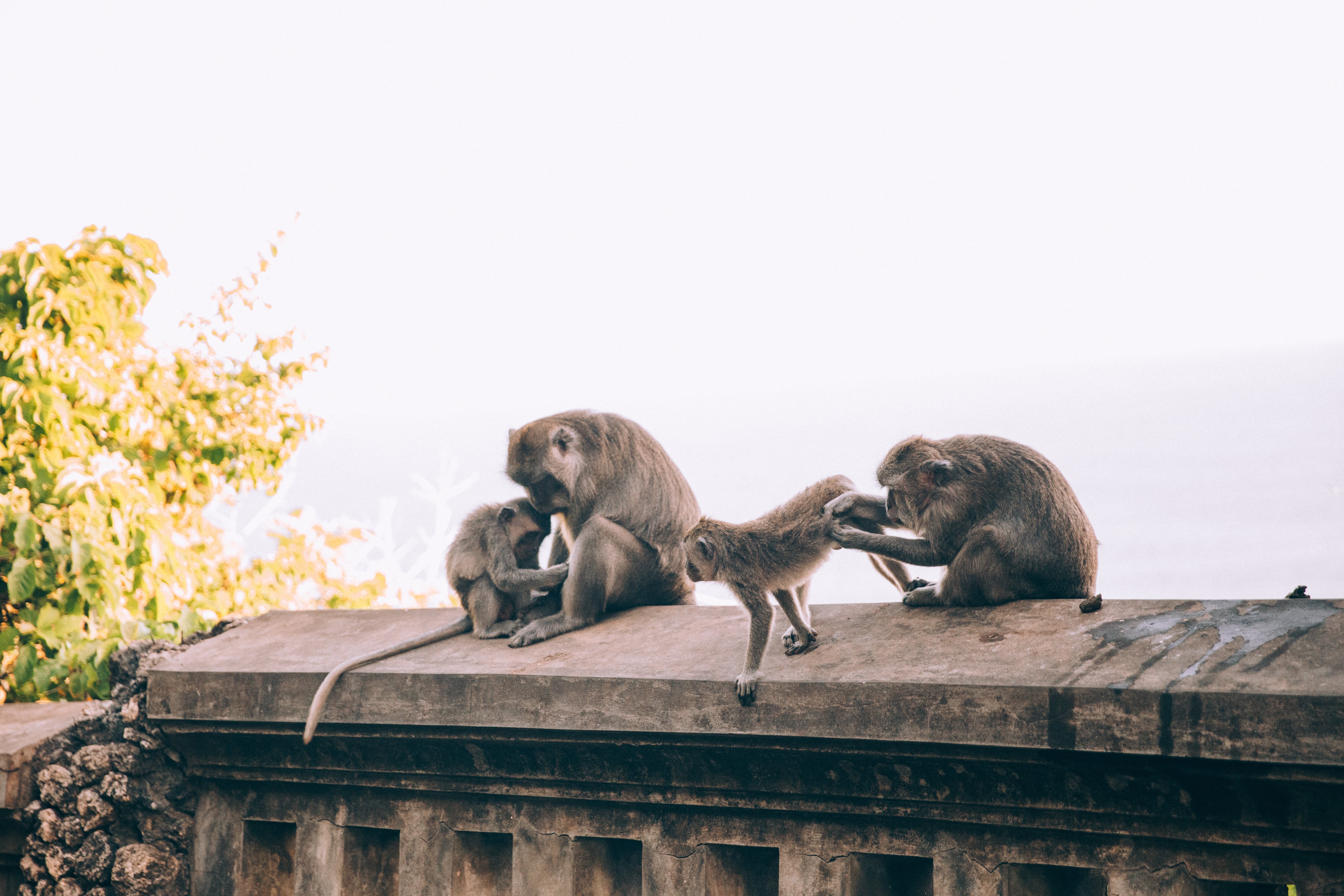 Una familia de monos atiende su foto de cuidados de belleza 