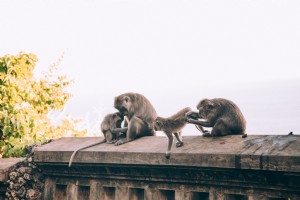 Une famille de singes s occupe de leur photo de soins de beauté 