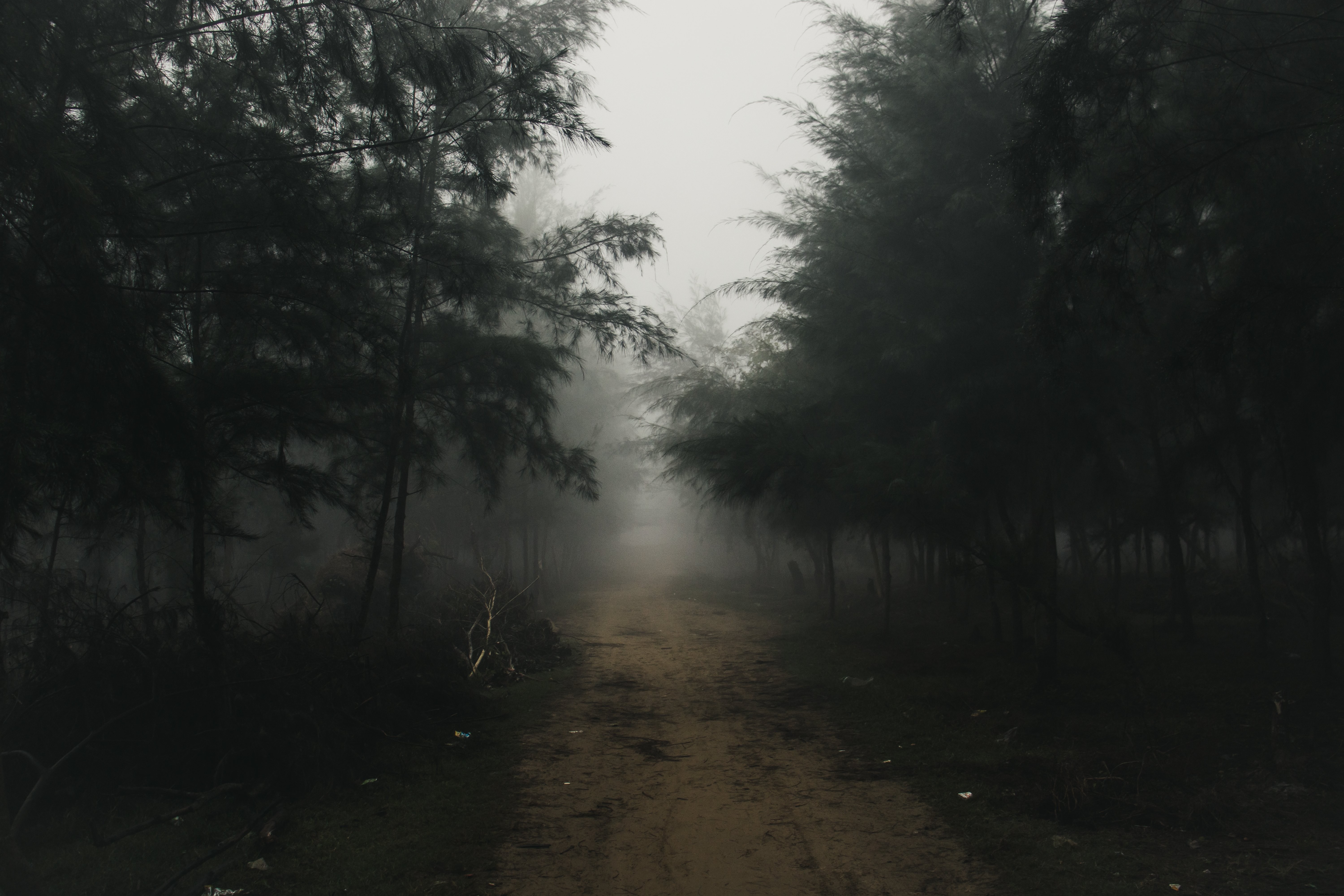 濃い霧の写真で樹木限界の未舗装の道路 