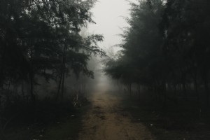 濃い霧の写真で樹木限界の未舗装の道路 