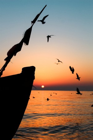 Oiseaux et bateaux au lever du soleil Photo 