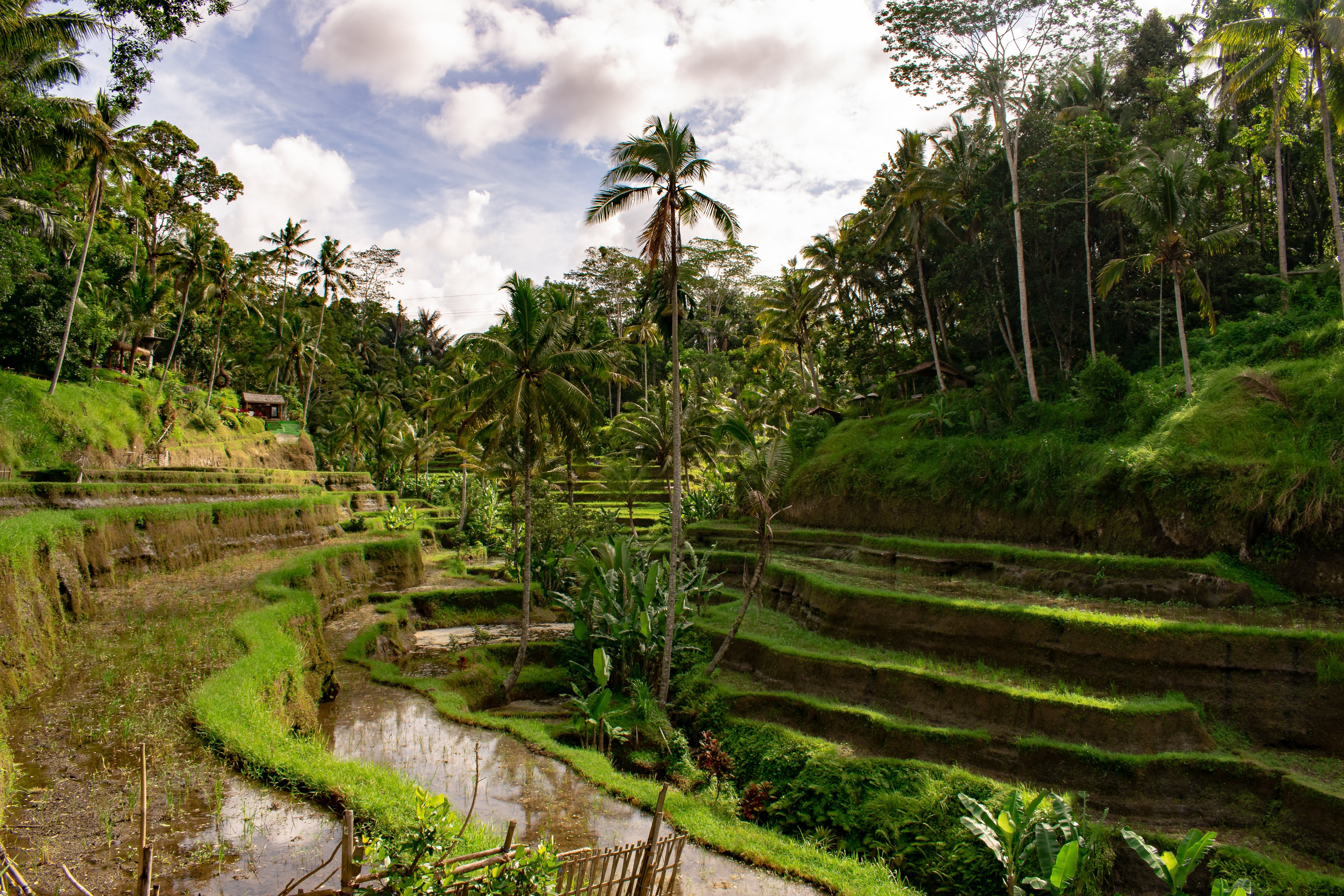 Foto de campos de arroz esculpidos na paisagem 